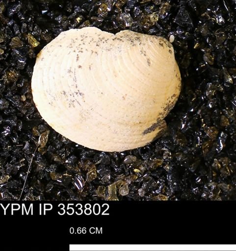 Limopsis striatopunctatus