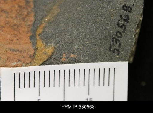 undet. Arthropoda