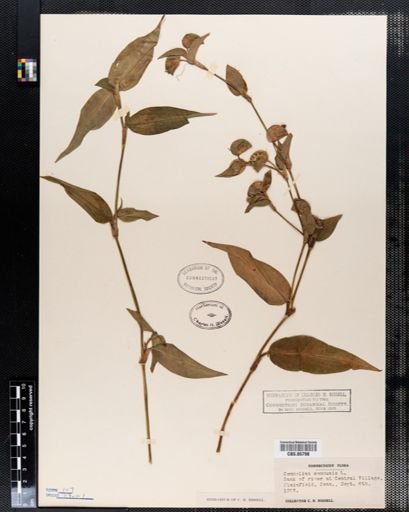 Commelina communis