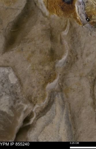 Pecten texana