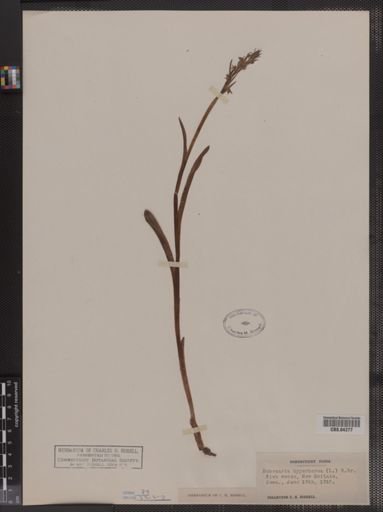 Habenaria hyperborea