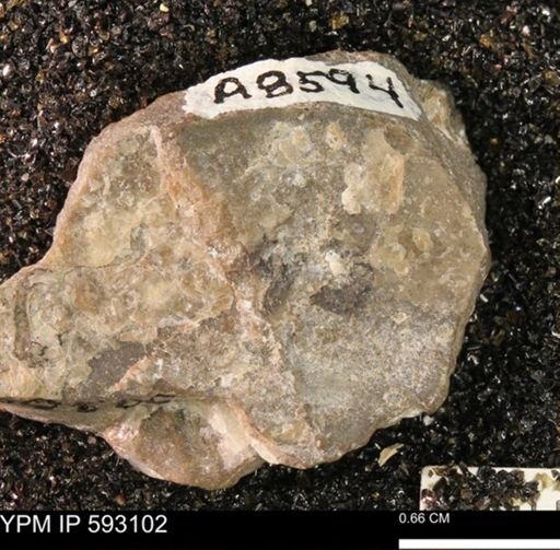 Inoceramus cuneatus