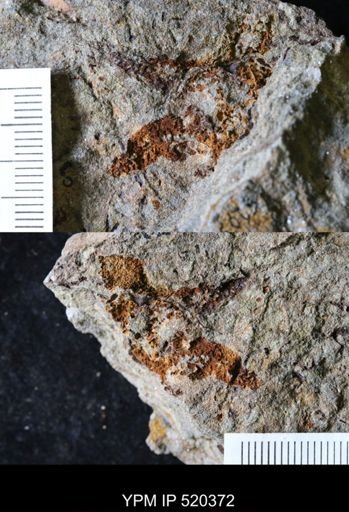 undet. Asteroidea