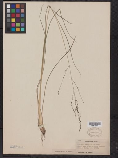 Panicum longifolium