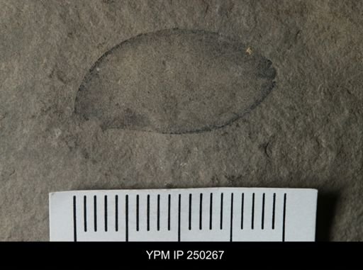 undet. Eurypterida