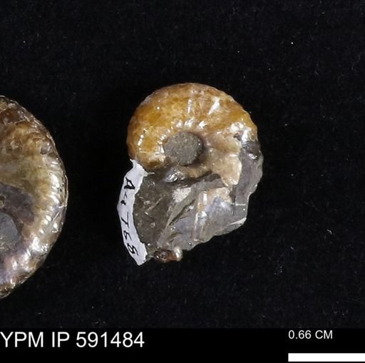 Hoploscaphites