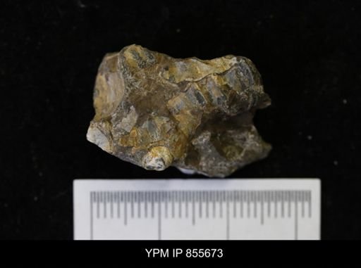 undet. Teredinidae