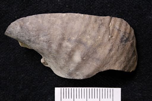 undet. Ammonoidea