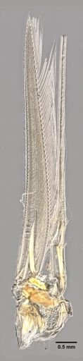 Mysis mixta