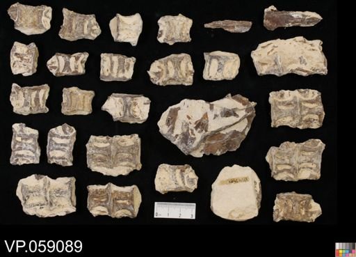 Aulopiformes?