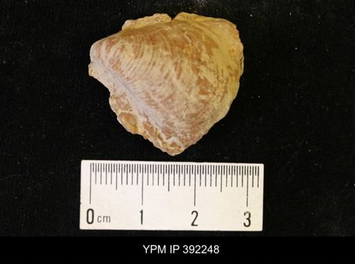 Inoceramus sp.