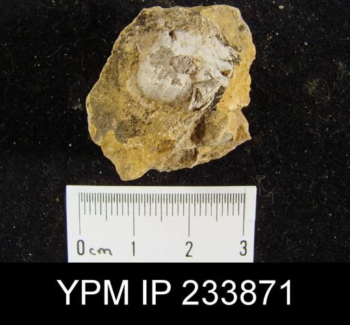 Marginifera sp.