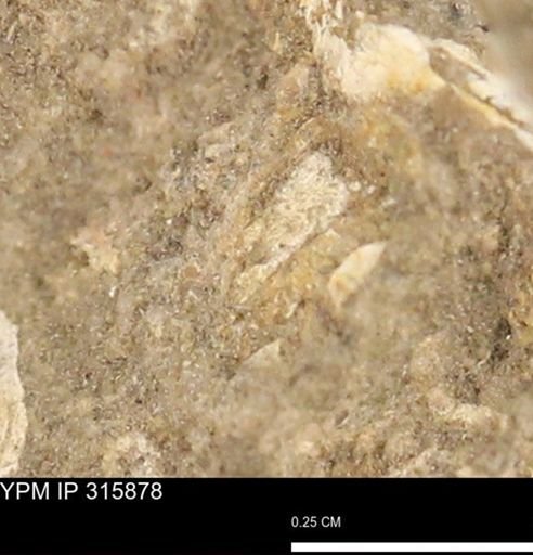 undet. Mollusca