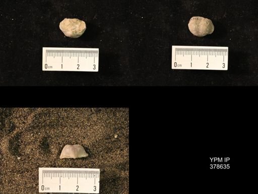 Marginifera wabashensis