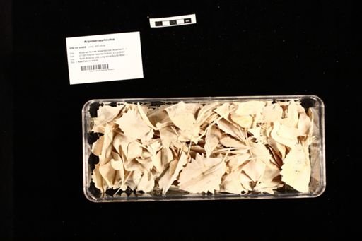 Acipenser oxyrhinchus