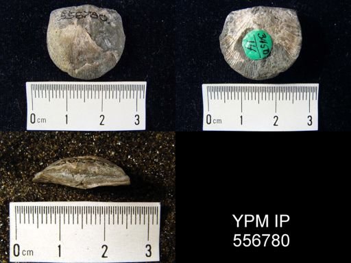 Valcourea sp.