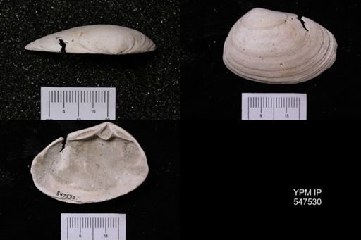Ceronia arctata