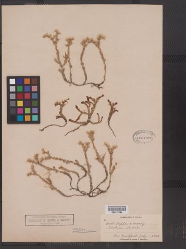 Sedum acre