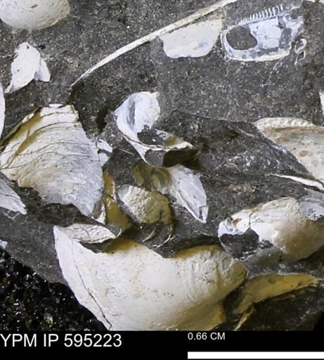 Protocardia sp.