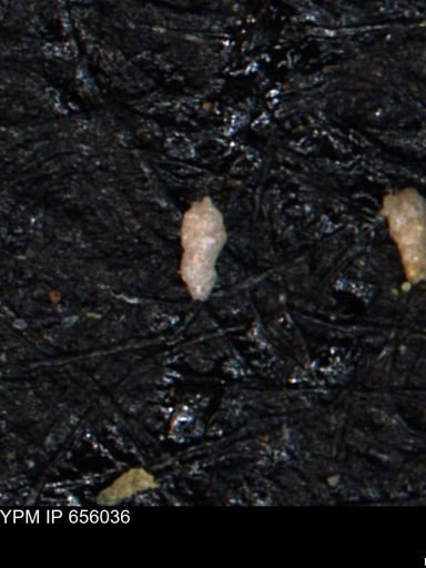 Verneuilinoides kansasensis