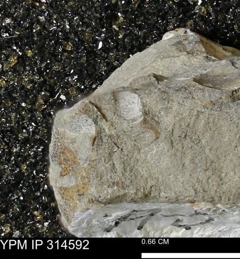 undet. Mollusca