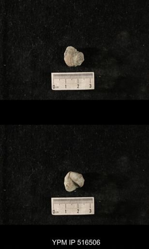 Cyclonema sp.
