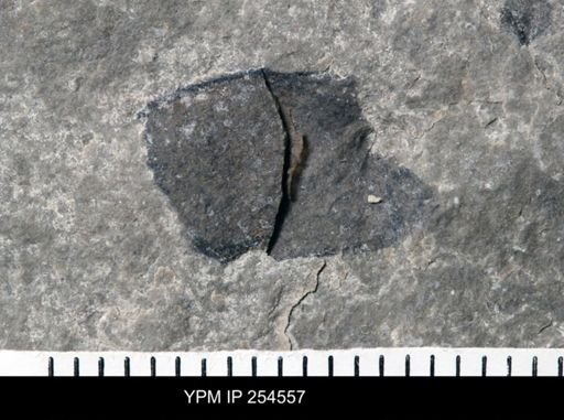 Eurypterida