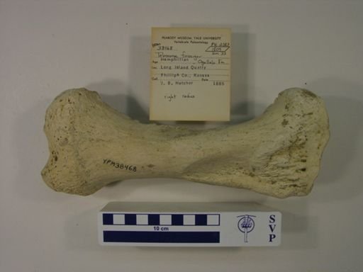 Teleoceras fossiger