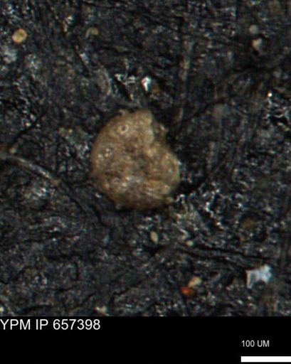 Ammobaculites subcretaceus