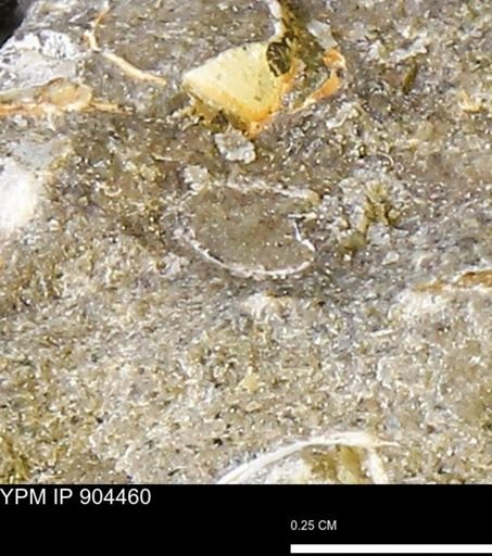 undet. Bivalvia