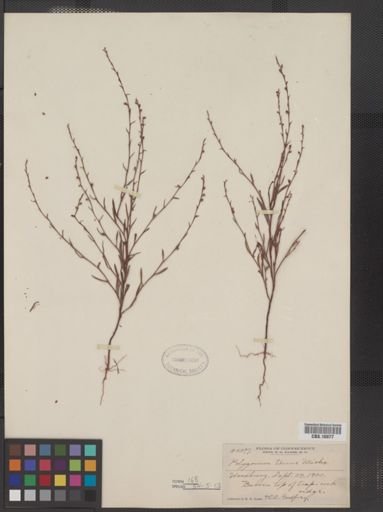 Polygonum tenue
