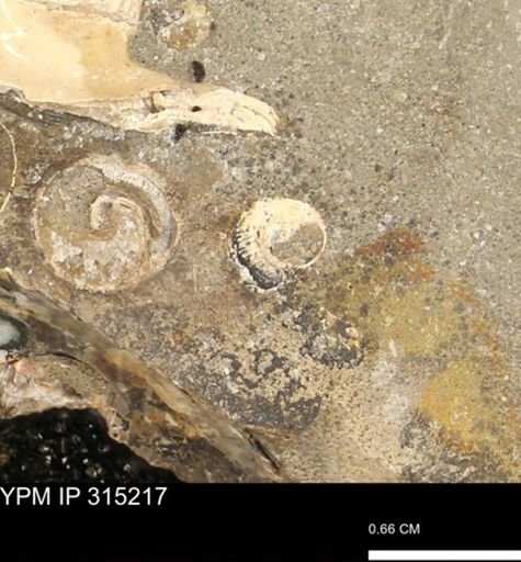 undet. Gastropoda