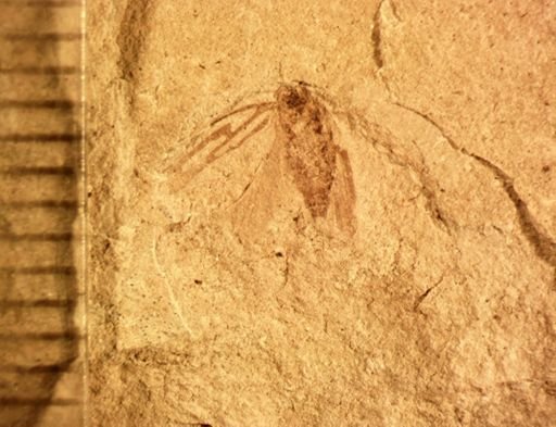 undet. Cicadellinae