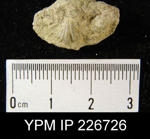 Spiriferina subtexta