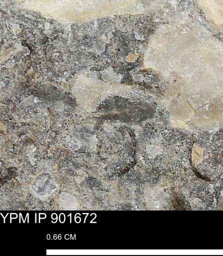 undet. Mollusca