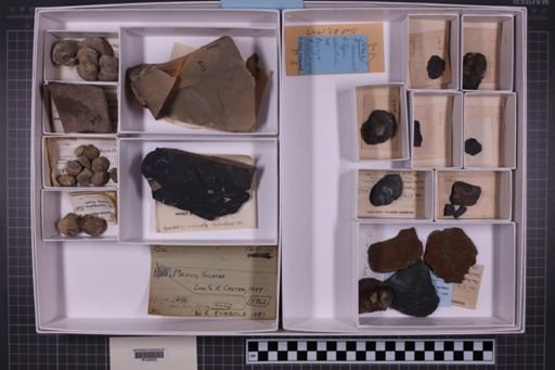 mixed taxa, stratigraphic collection