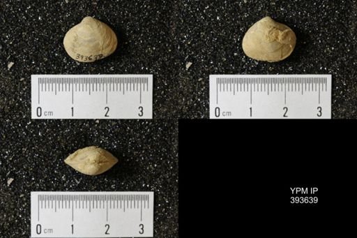 Corbicula?