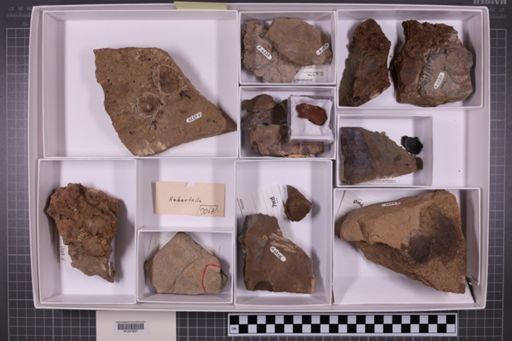 mixed taxa, stratigraphic collection