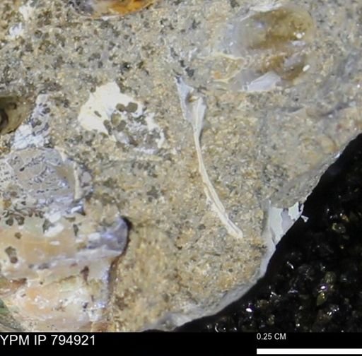undet. Bivalvia