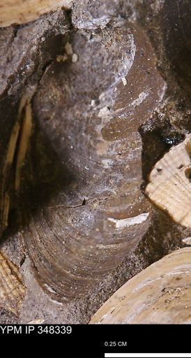 undet. Mollusca