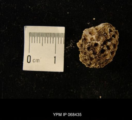 Lyellia thebesensis