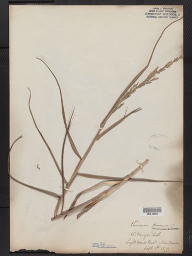 Panicum amarum