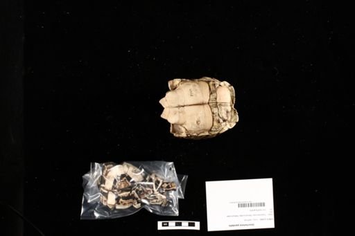 Geochelone pardalis