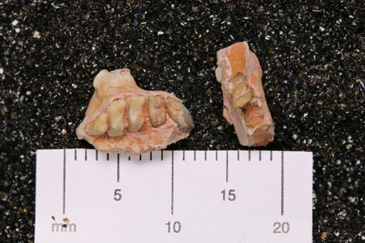Palaeolagus haydeni