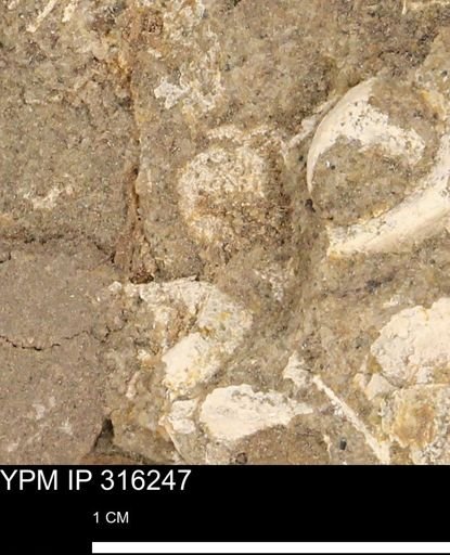 undet. Mollusca