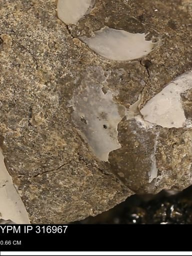 Phelopteria