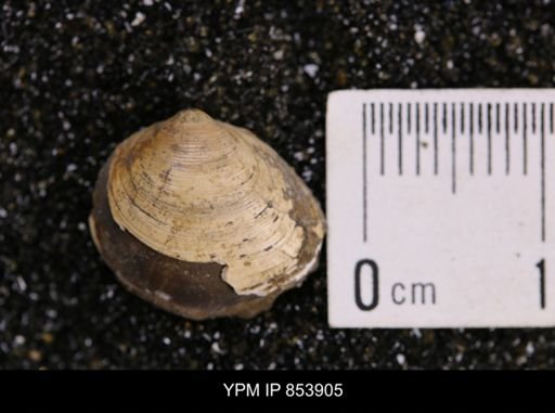 Limopsis striatopunctatus