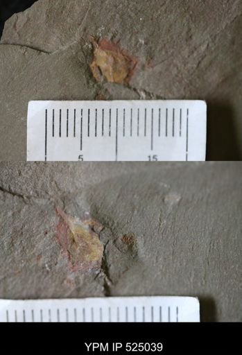 Problematica