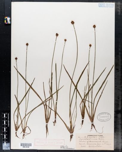 Xyris difformis