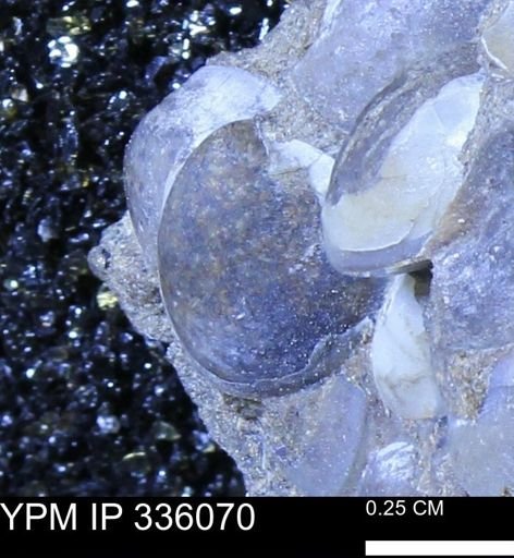 Protocardia subquadrata
